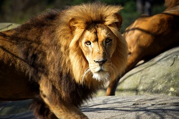 Naklejka premium portrait of a lion