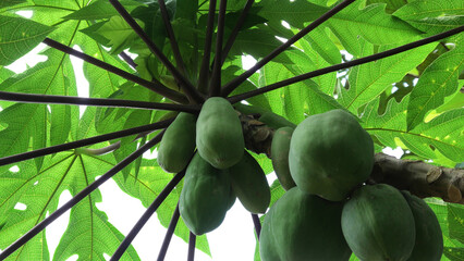 A papaya tree full of fruits