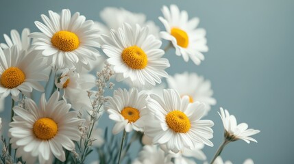 Obraz premium Fresh Daisies in Soft Light Arrangement