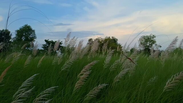 Kashful - Wild sugarcane field and sky