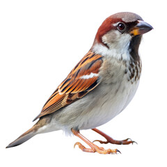 Closeup of a Brown and White Sparrow Isolated on White Background, sparrow, bird, animal, wildlife