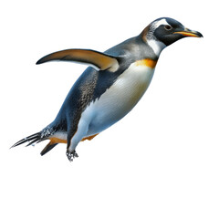 Obraz premium King Penguin in Flight, Isolated on White Background, 3D Rendering, Wildlife Photography, Antarctica, Penguin