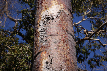 Madagascar, albero di baobab 