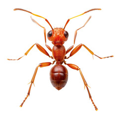 Red Ant, Closeup, Macro Photography, Insect, Isolated on White Background. ant, macro photography, insects, nature