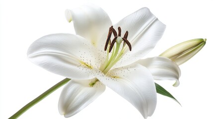 Fototapeta premium Elegant White Lily Isolated on Bright Background