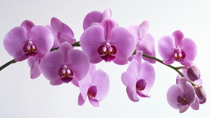 Beautiful Pink Orchid Blooms on a White Background