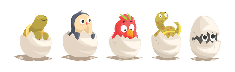Chicks and Reptiles Hatch from Cracked Egg Shell Vector Set