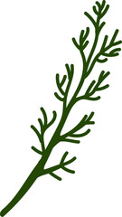 Fir Tree Branch