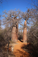 Madagascar, albero di baobab 
