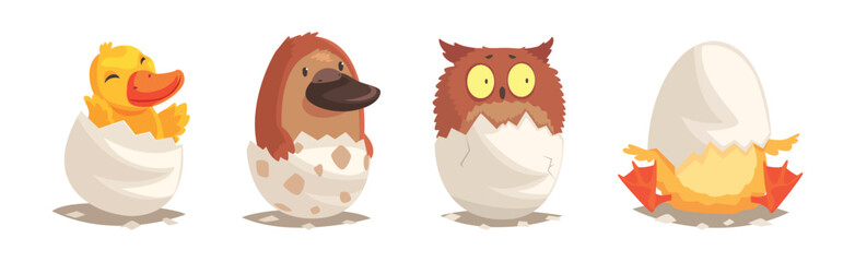 Chicks and Reptiles Hatch from Cracked Egg Shell Vector Set
