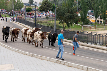 Encierro de Toros bravos by the medieval bridge of Tordesillas