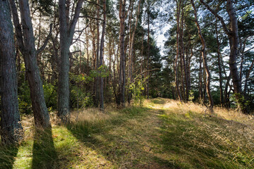 Nature of Estonia, pine forest on the island Aegna, photo on a summer day.