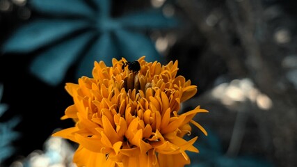 close up of yellow flowers