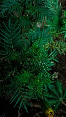 green fern in the forest