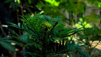 fern in the forest