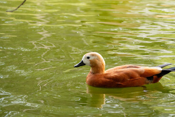 duck, bird, water, nature, wildlife, lake, animal, pond, swimming, wild, 
