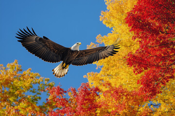 Majestic bald eagle soaring against a bright blue sky framed by vibrant autumn foliage of red and yellow trees