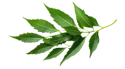neem leaves on a white transparent background