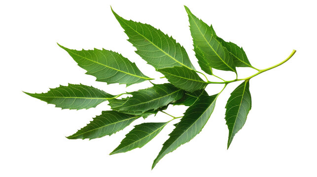 neem leaves on a white transparent background