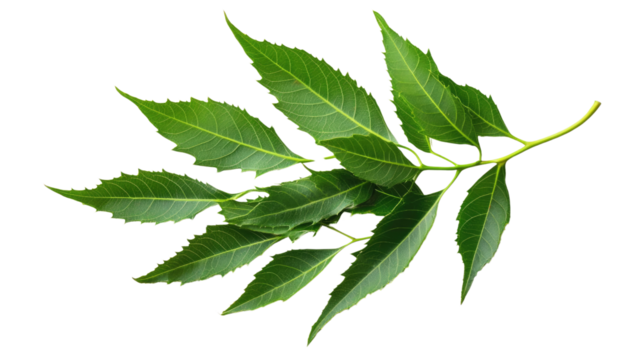 neem leaves on a white transparent background