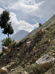 Trees in the mountains of khyber pakhtunkhwa, Pakistan