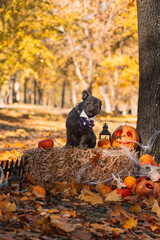 black French bulldog dog in the autumn forest dressed for Halloween