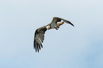 Balbuzard pêcheur, Pandion haliaetus, Western Osprey