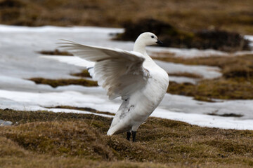 Oie des neiges,.Anser caerulescens, Snow Goose