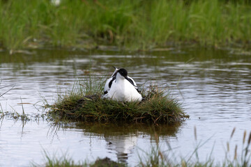 Avocette élégante, Recurvirostra avosetta, Pied Avocet