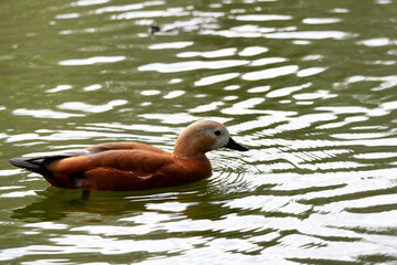 duck, bird, water, nature, wildlife, lake, animal, pond, swimming, wild, 