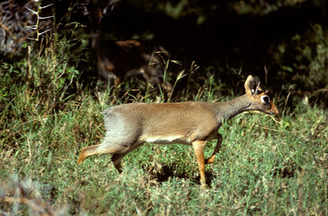 Dik dik de Kirk, Madoqua kirkii, Afrique de l'Est