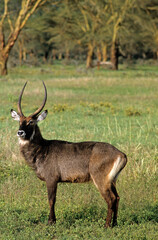 Cobe defassa, Kobus defassa, Parc national de Nakuru, Kenya