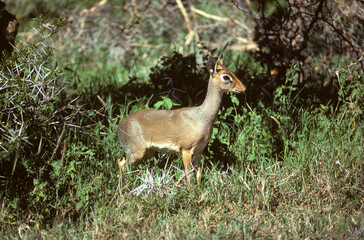 Dik dik de Kirk, Madoqua kirkii, Afrique de l'Est