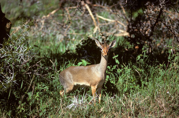 Dik dik de Kirk, Madoqua kirkii, Afrique de l'Est