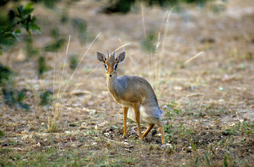 Dik dik de Kirk, Madoqua kirkii, Afrique de l'Est