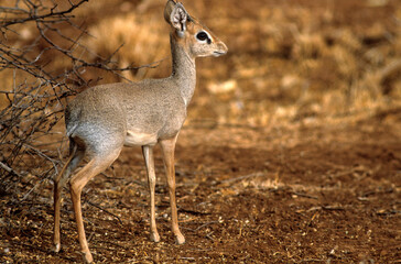 Dik dik de Kirk, Madoqua kirkii, Afrique de l'Est