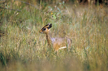 Dik dik de Kirk, Madoqua kirkii, Afrique de l'Est