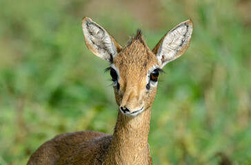 Dik dik de Kirk, Madoqua kirkii, Afrique de l'Est