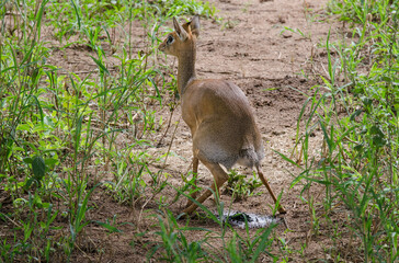 Dik dik de Kirk, Madoqua kirkii, Afrique de l'Est