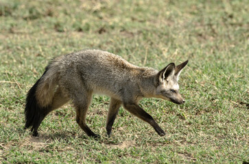 Otocyon, Otocyon megalotis, Afrique de l'Est