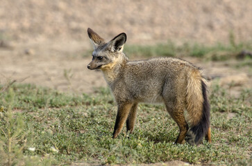 Otocyon, Otocyon megalotis, Afrique de l'Est