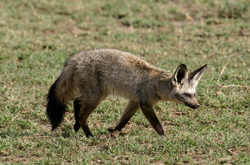 Otocyon, Otocyon megalotis, Afrique de l'Est