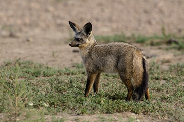 Otocyon, Otocyon megalotis, Afrique de l'Est