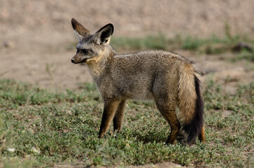 Otocyon, Otocyon megalotis, Afrique de l'Est