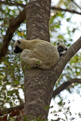 Propithèque de Coquerel, Sifaka de Coquerel, Lémurien, Propithecus coquereli, Madagascar