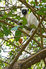 Propithèque de Coquerel, Sifaka de Coquerel, Lémurien, Propithecus coquereli, Madagascar