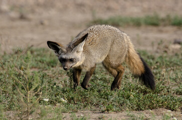 Naklejka premium Otocyon, Otocyon megalotis, Afrique de l'Est