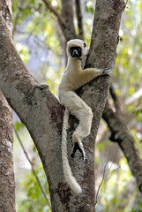 Propithèque de Coquerel, Sifaka de Coquerel, Lémurien, Propithecus coquereli, Madagascar