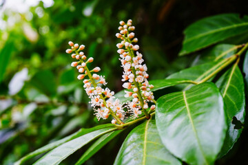 Close up of laurel flowers      