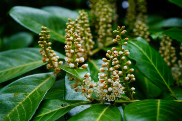 Close up of laurel flowers      